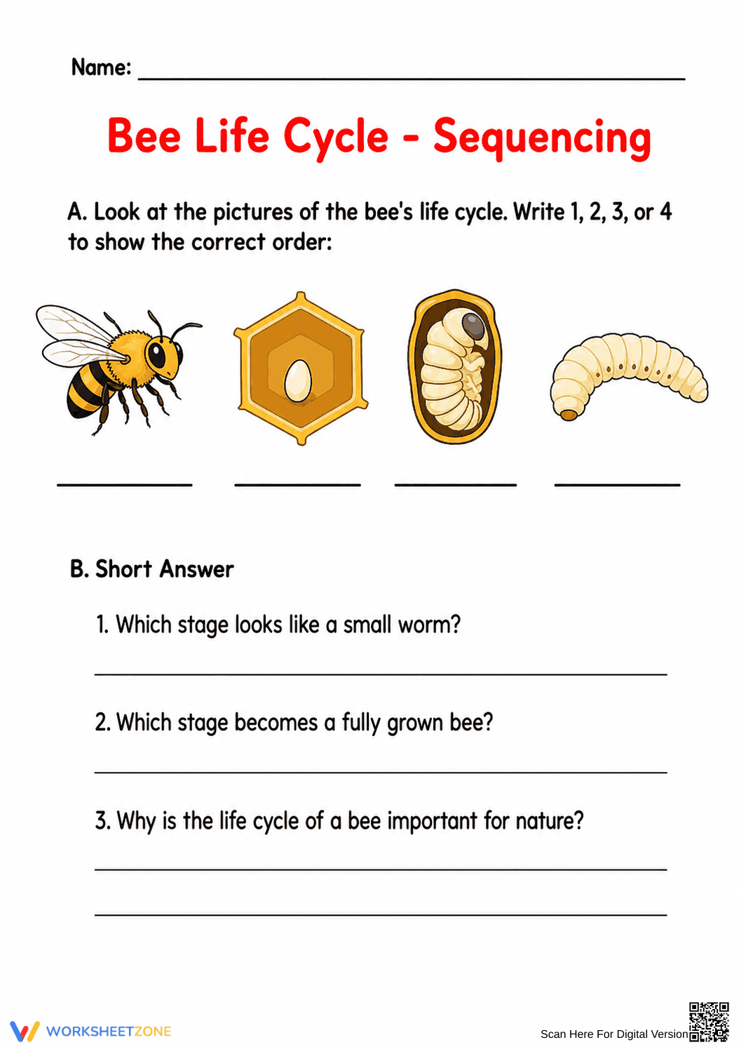 Bee Life Cycle Sequencing | Essential Grade 3 Science - Page 1