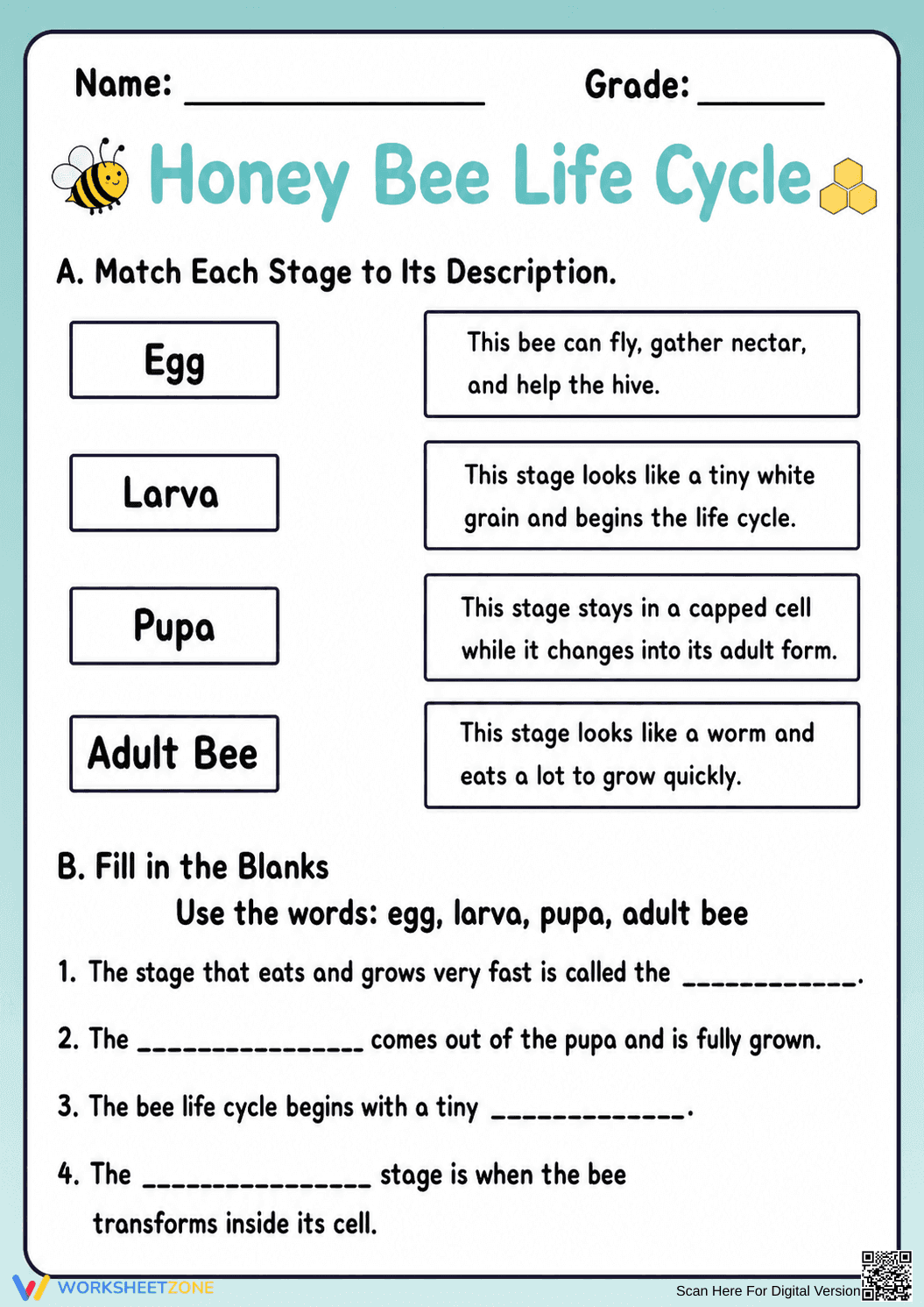 Honey Bee Life Cycle Worksheet | Grade 3 Essential - Page 1