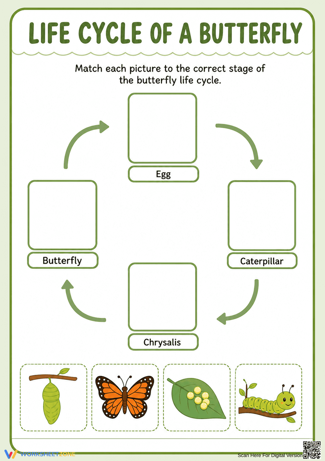 Butterfly Life Cycle Matching Worksheet | Grade 2 Ready - Page 1
