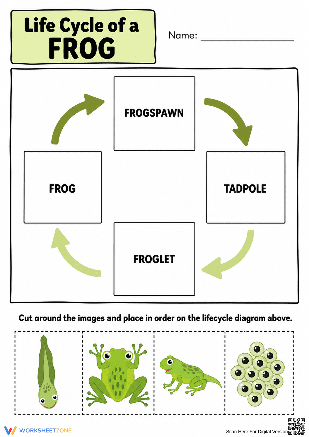 Grade 3 Frog Life Cycle — Printable No-Prep Worksheet - Page 1