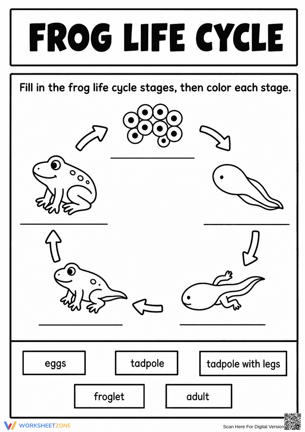 Frog Life Cycle Worksheet | Grade 3 Printable - Page 1