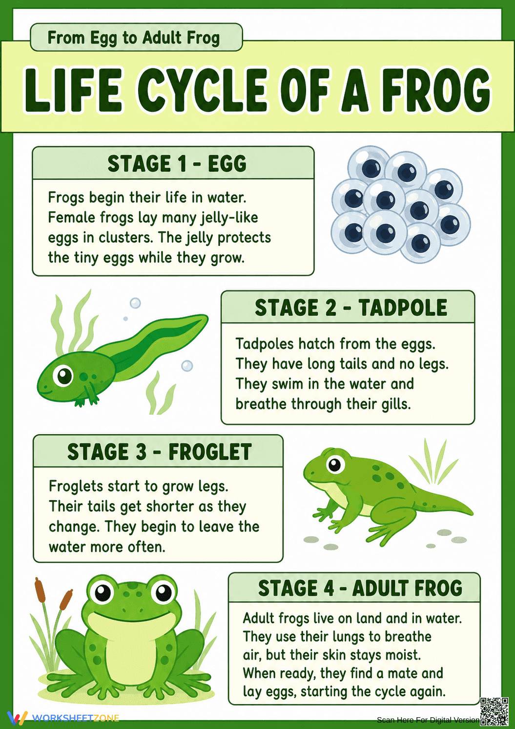 Frog Life Cycle Information Sheet | Grade 3 Essential - Page 1