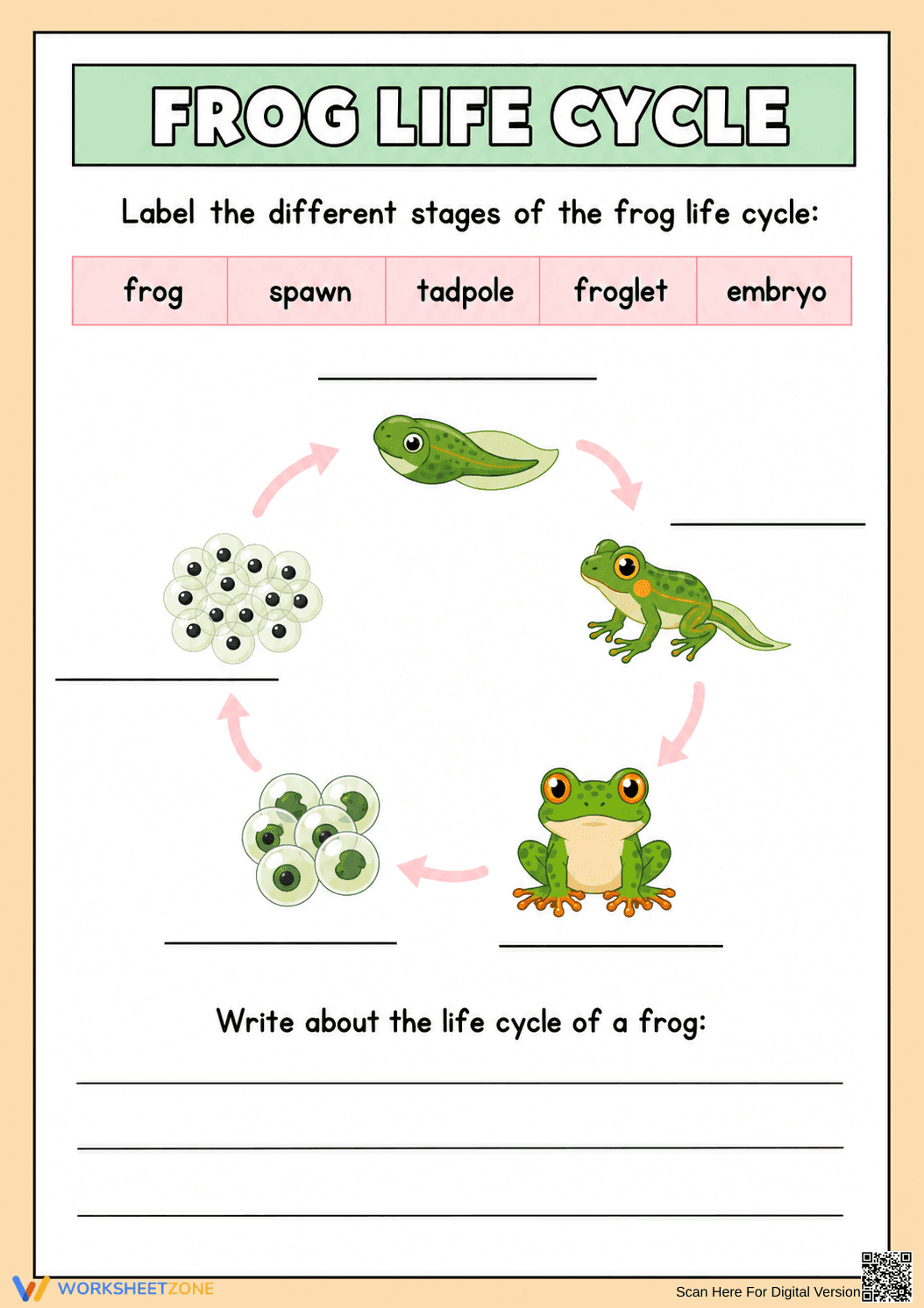 Grade 3 Frog Life Cycle — Printable No-Prep Worksheet - Page 1