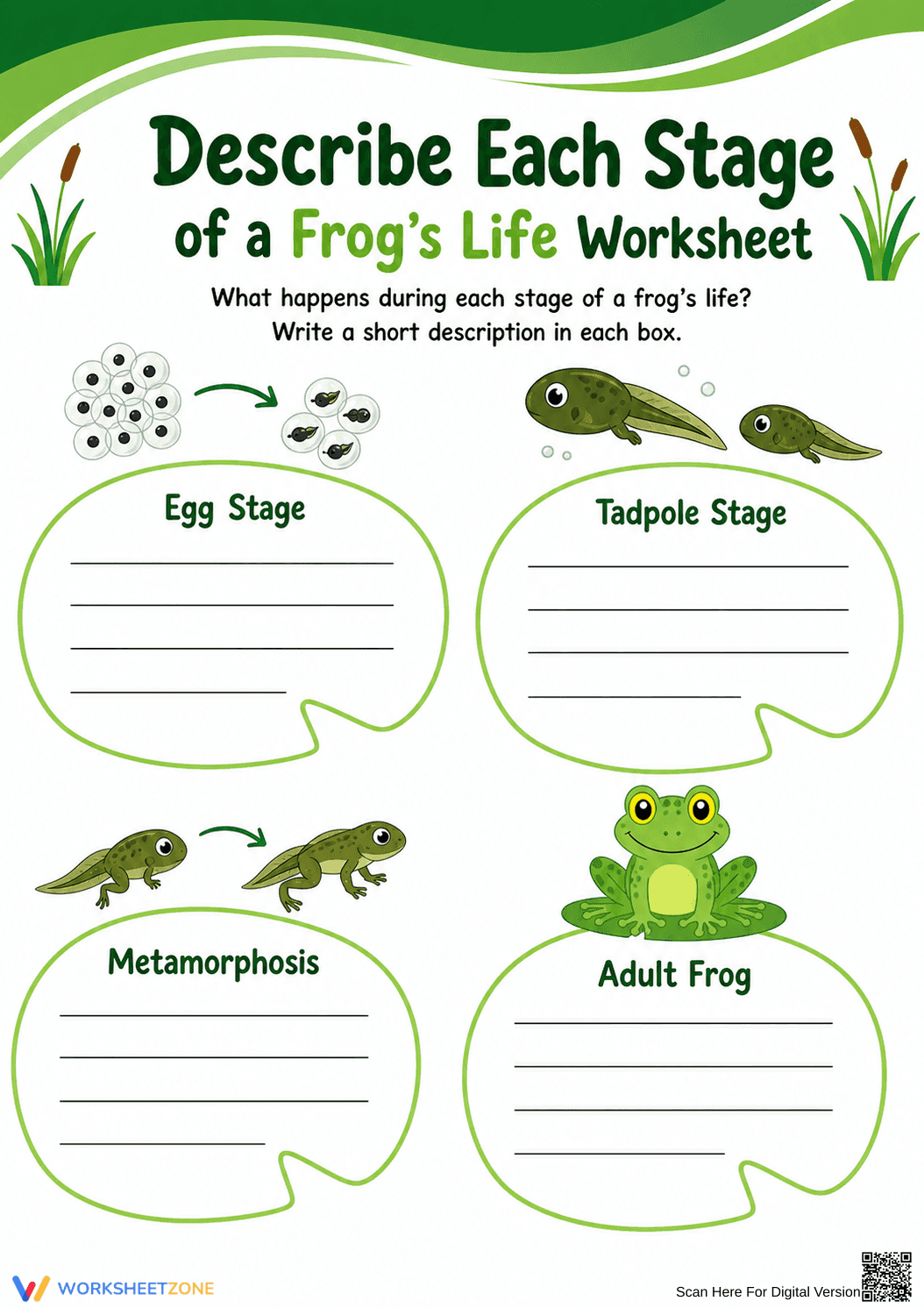 Grade 3 Frog Life Cycle — Printable No-Prep Worksheet - Page 1