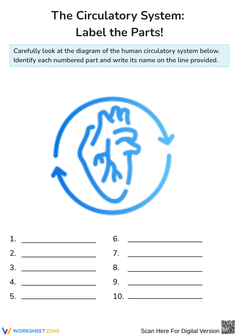 The Circulatory System: Label the Parts Worksheet - Page 1