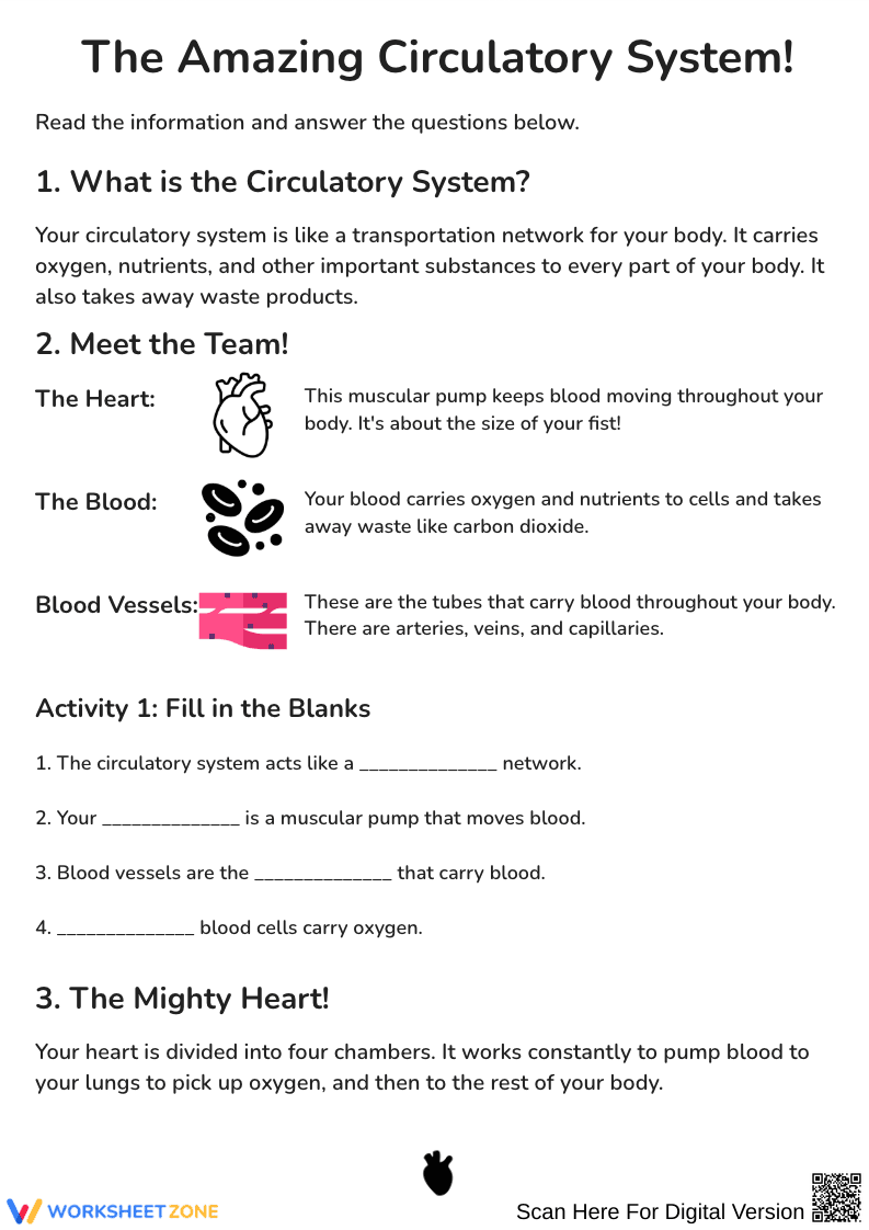 The Amazing Circulatory System Worksheet - Page 1