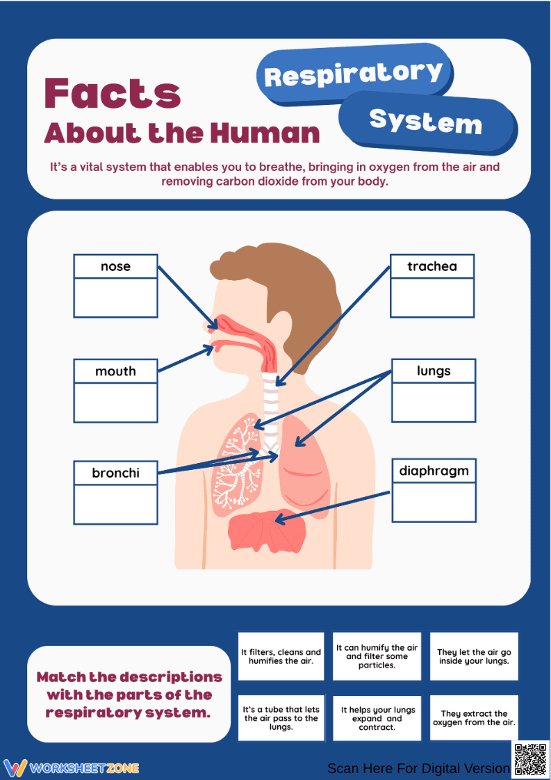 Respiratory System Facts Worksheet – Match the Descriptions - Page 1