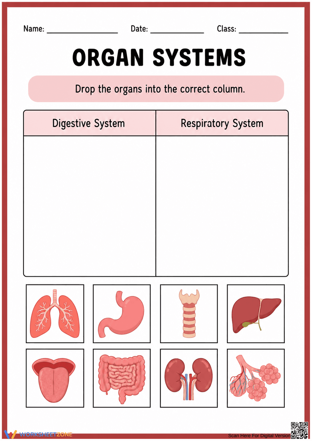 Organ Systems Sorting Worksheet | Grade 4 Essential - Page 1