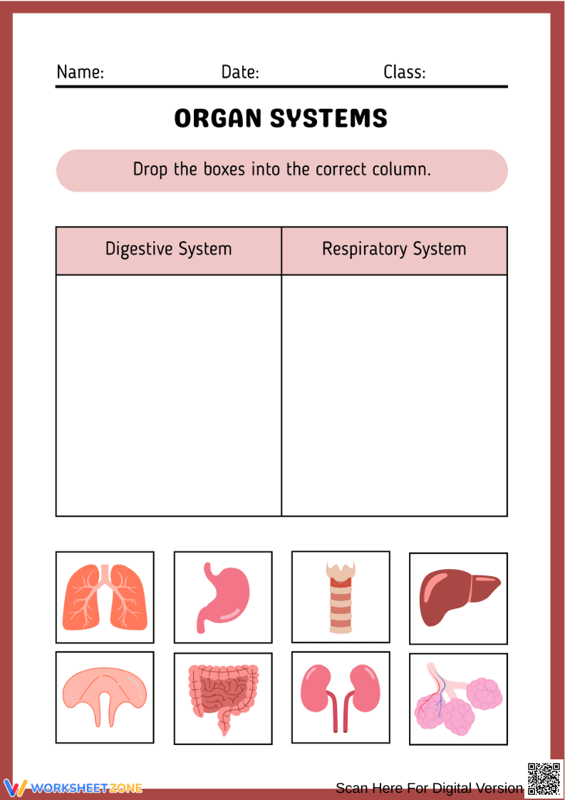 Organ Systems Sorting Worksheet - Page 1