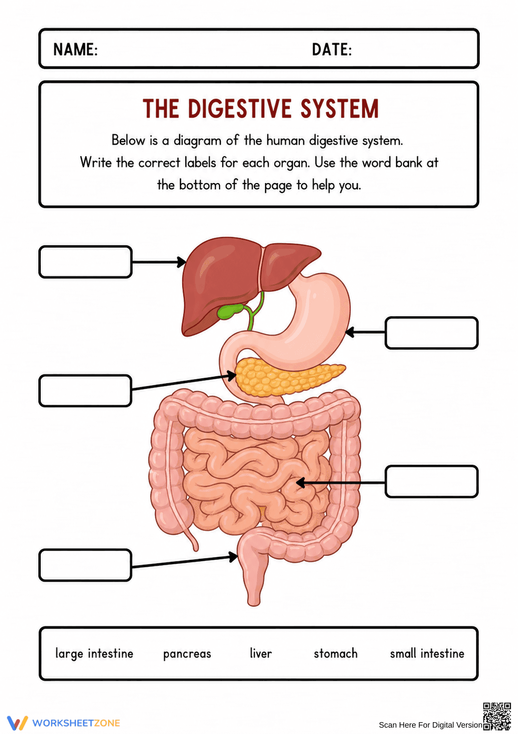 Grade 4 Digestive System — Printable No-Prep Worksheet - Page 1