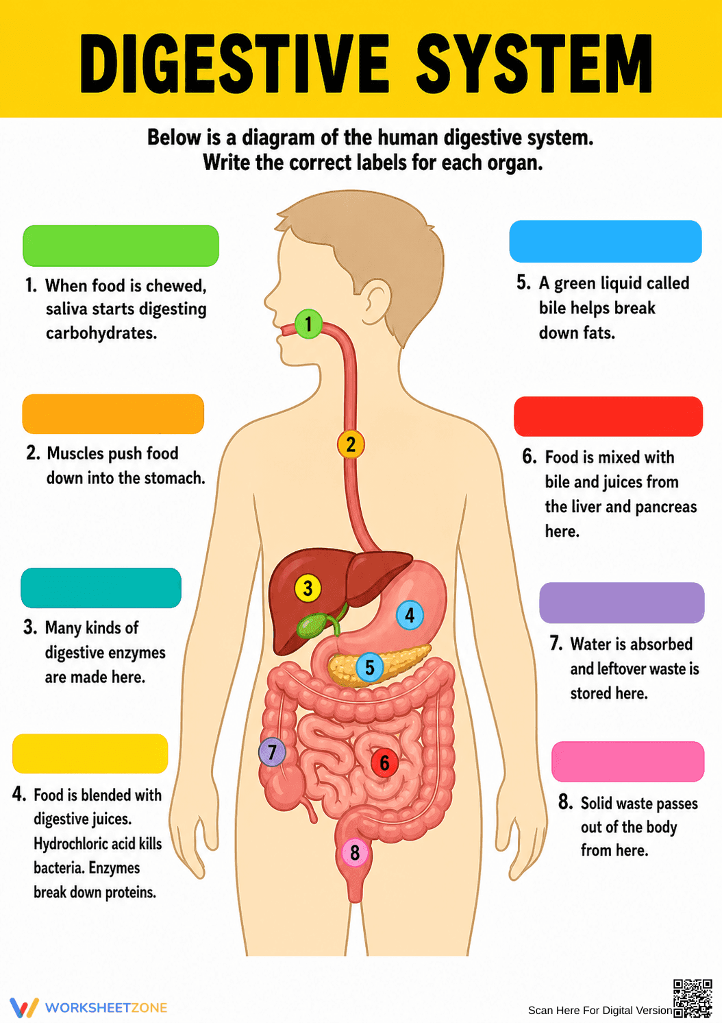 Essential Digestive System Labeling Worksheet | Grades 3-6 - Page 1