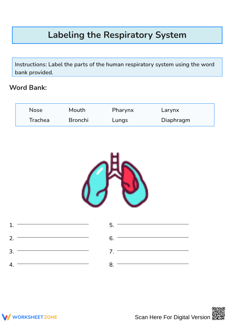 Respiratory System Labeling and Function Worksheet - Page 1