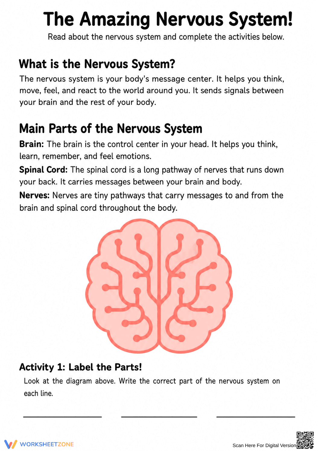 Grade 4 Nervous System — Printable No-Prep Worksheet - Page 1