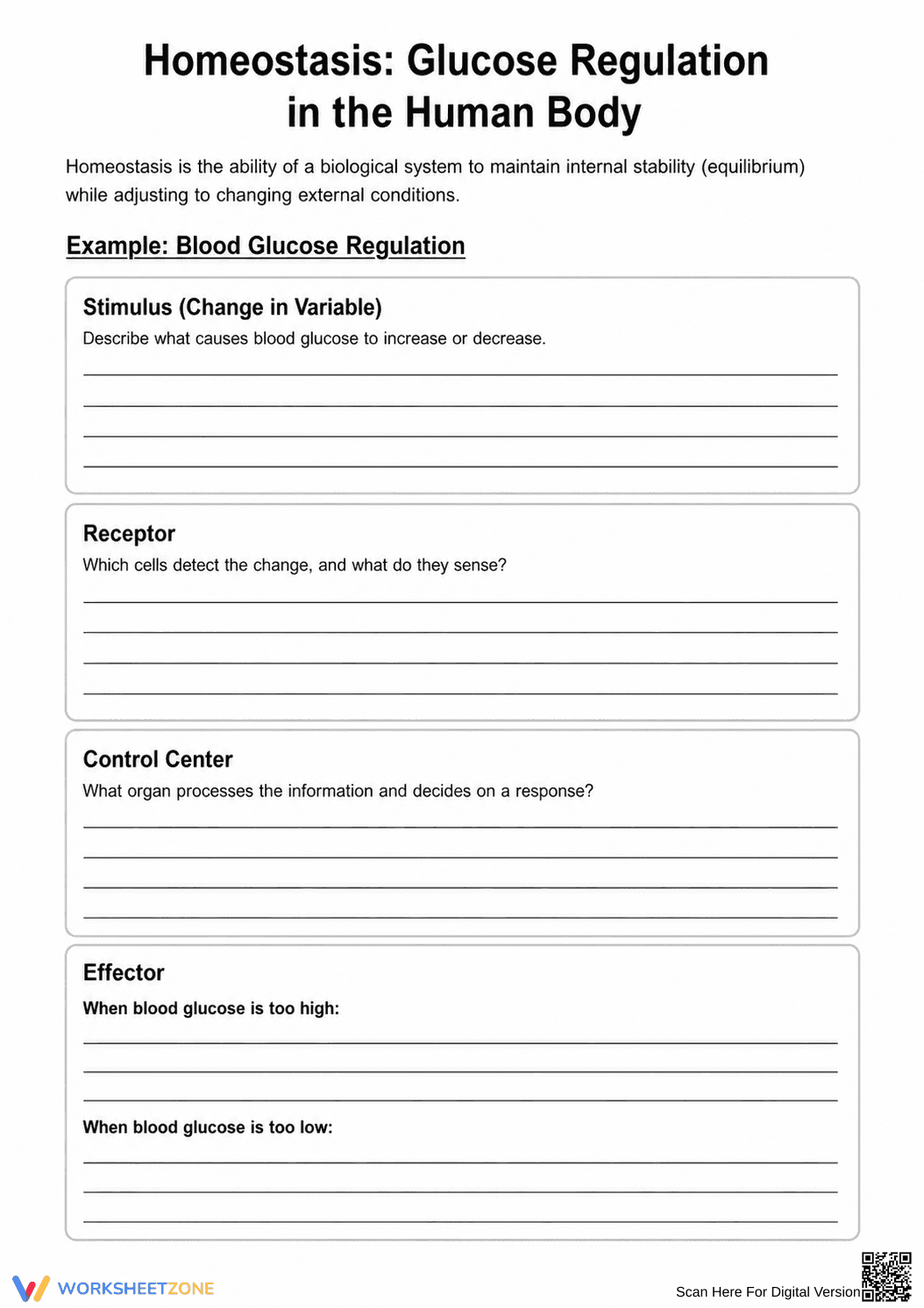 Homeostasis Glucose Regulation Worksheet | Essential Grade 8 - Page 1