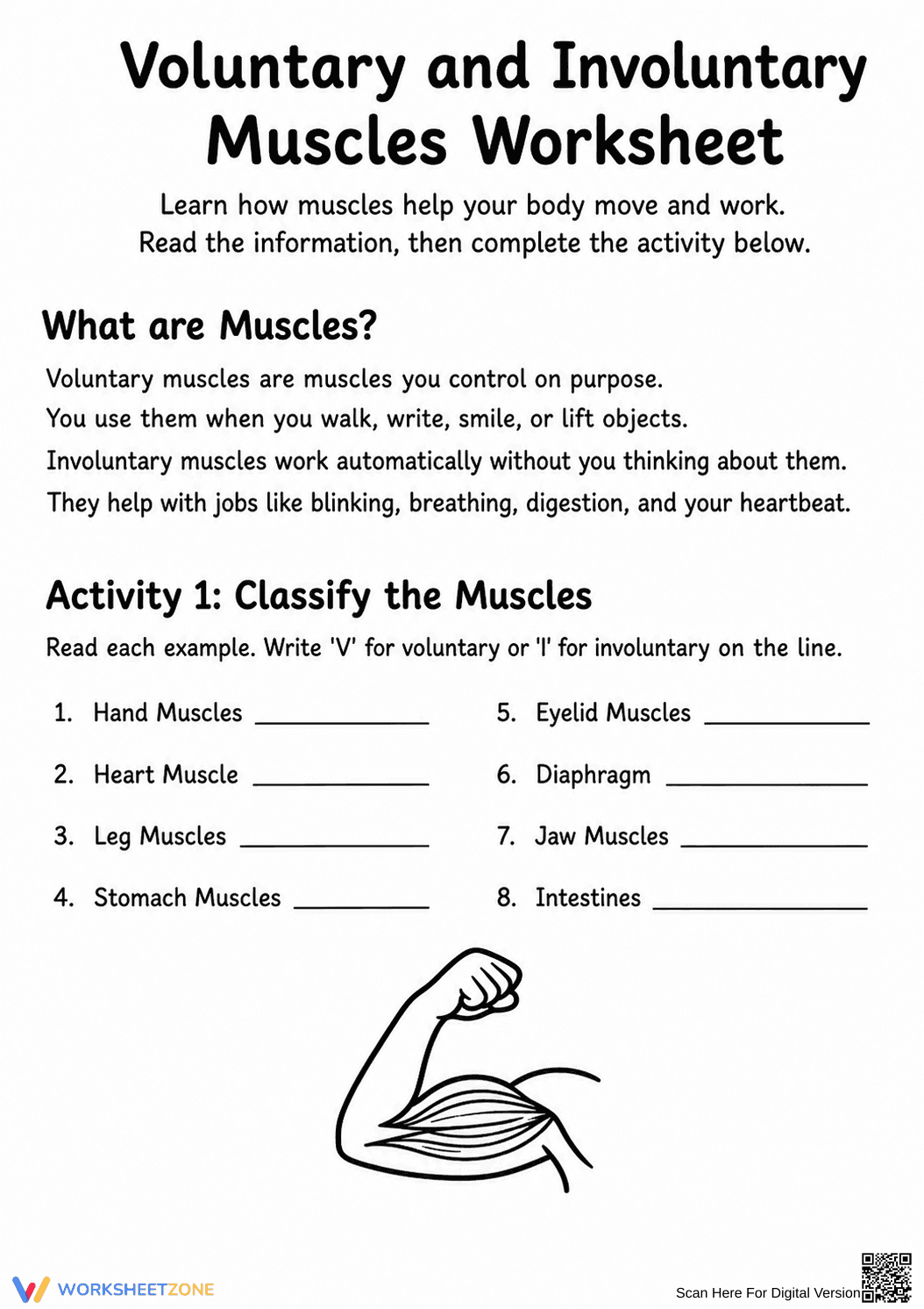Essential Voluntary and Involuntary Muscles Worksheet - Page 1