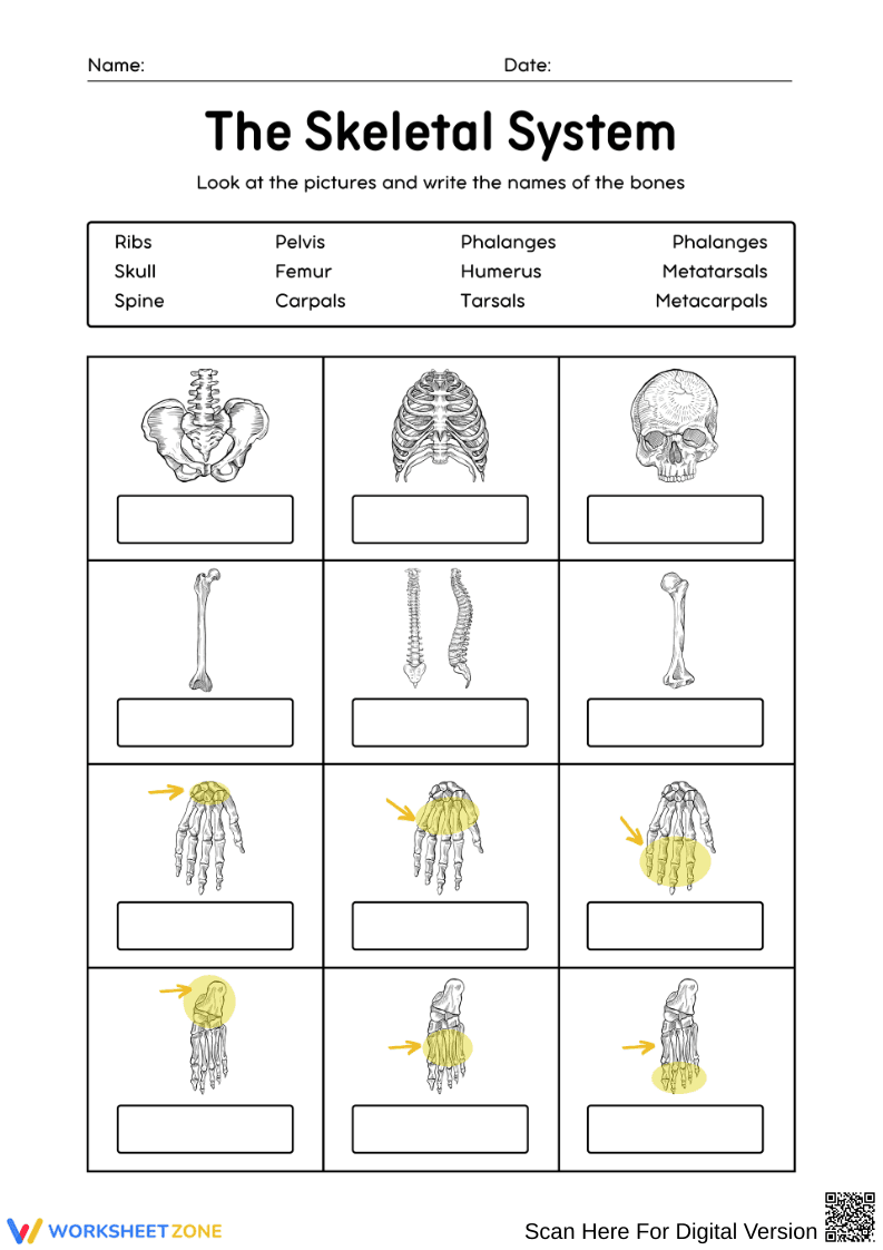 Skeletal System Bone Labeling Worksheet - Page 1