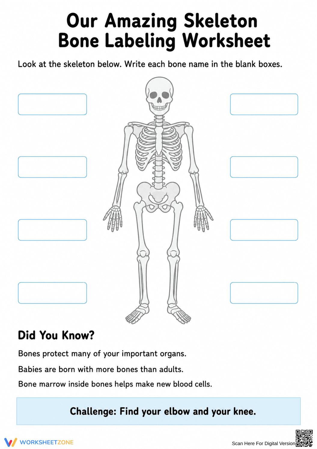 Essential Skeleton Bone Labeling Worksheet | Grades 3-6 - Page 1