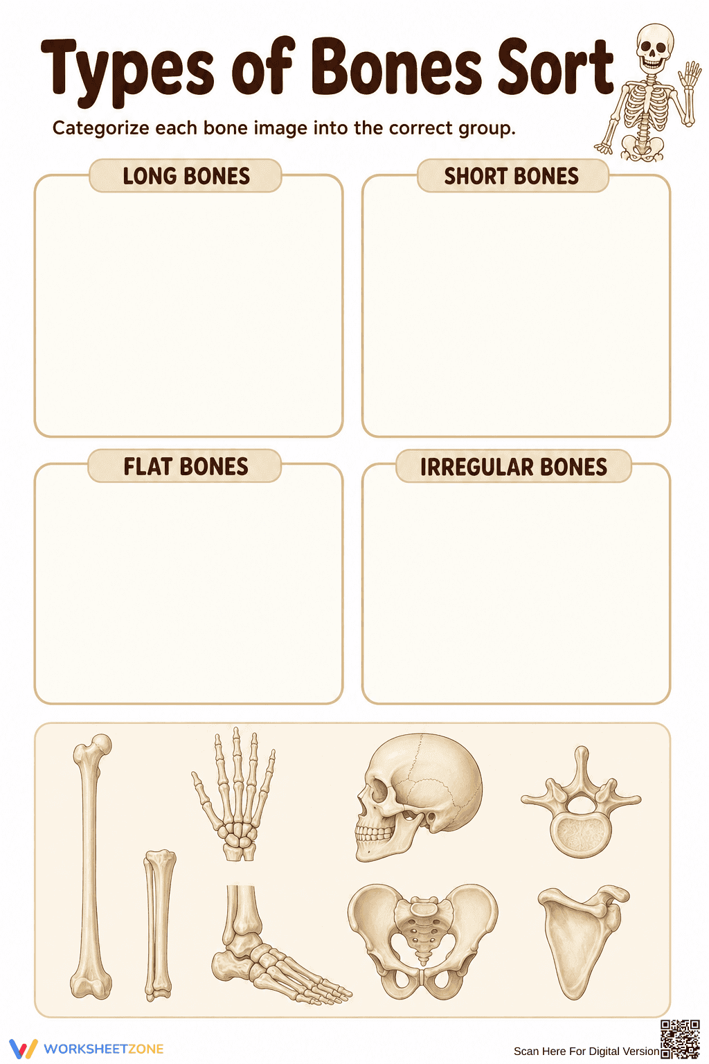 Types of Bones Sort Worksheet | Grade 4 Science Essential - Page 1