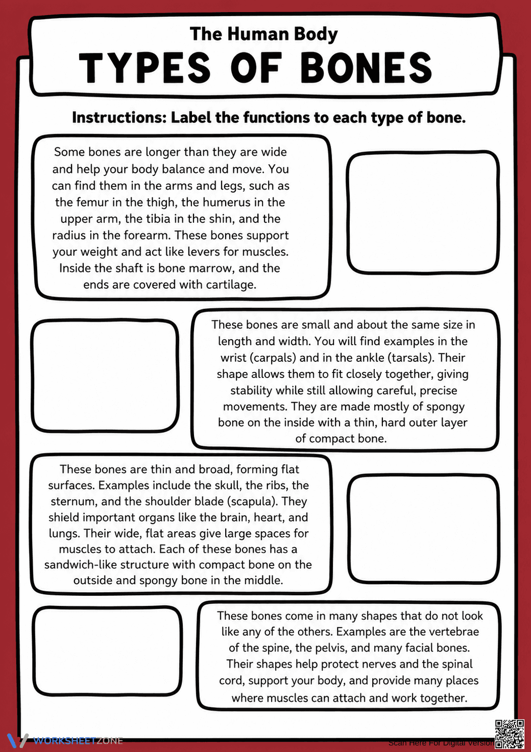 Grade 4 Types of Bones — Printable No-Prep Worksheet - Page 1