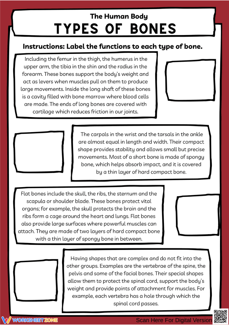 Types of Bones Functions Labeling Worksheet - Page 1