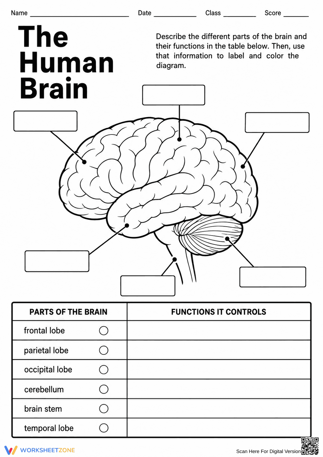 Essential Human Brain Labeling Worksheet | Grade 6-8 - Page 1