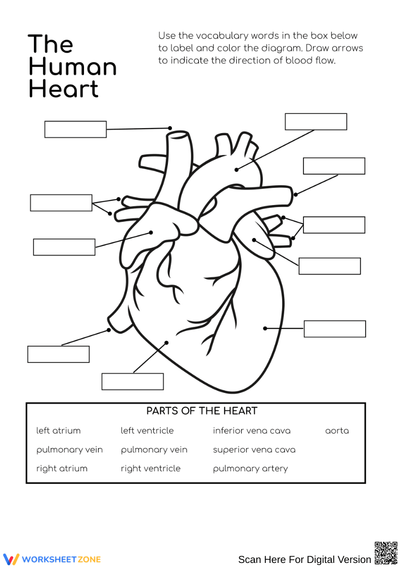 Human Heart Labeling and Blood Flow Diagram Worksheet - Page 1