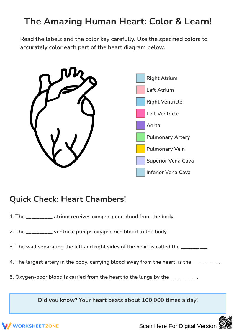 The Amazing Human Heart Color and Learn Worksheet - Page 1