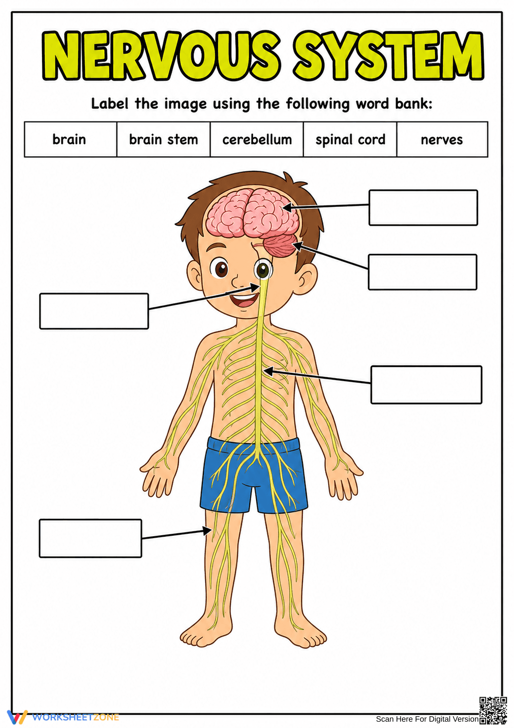 Grade 4 Nervous System — Printable No-Prep Worksheet - Page 1