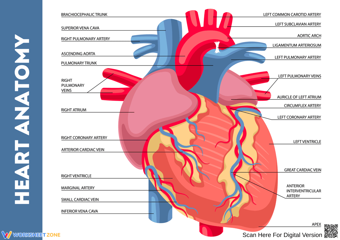 Explore Heart Anatomy with Engaging Worksheets - Page 1