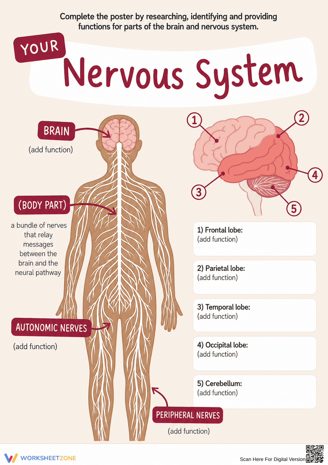 Essential Nervous System Functions Worksheet | Grade 6 - Page 1