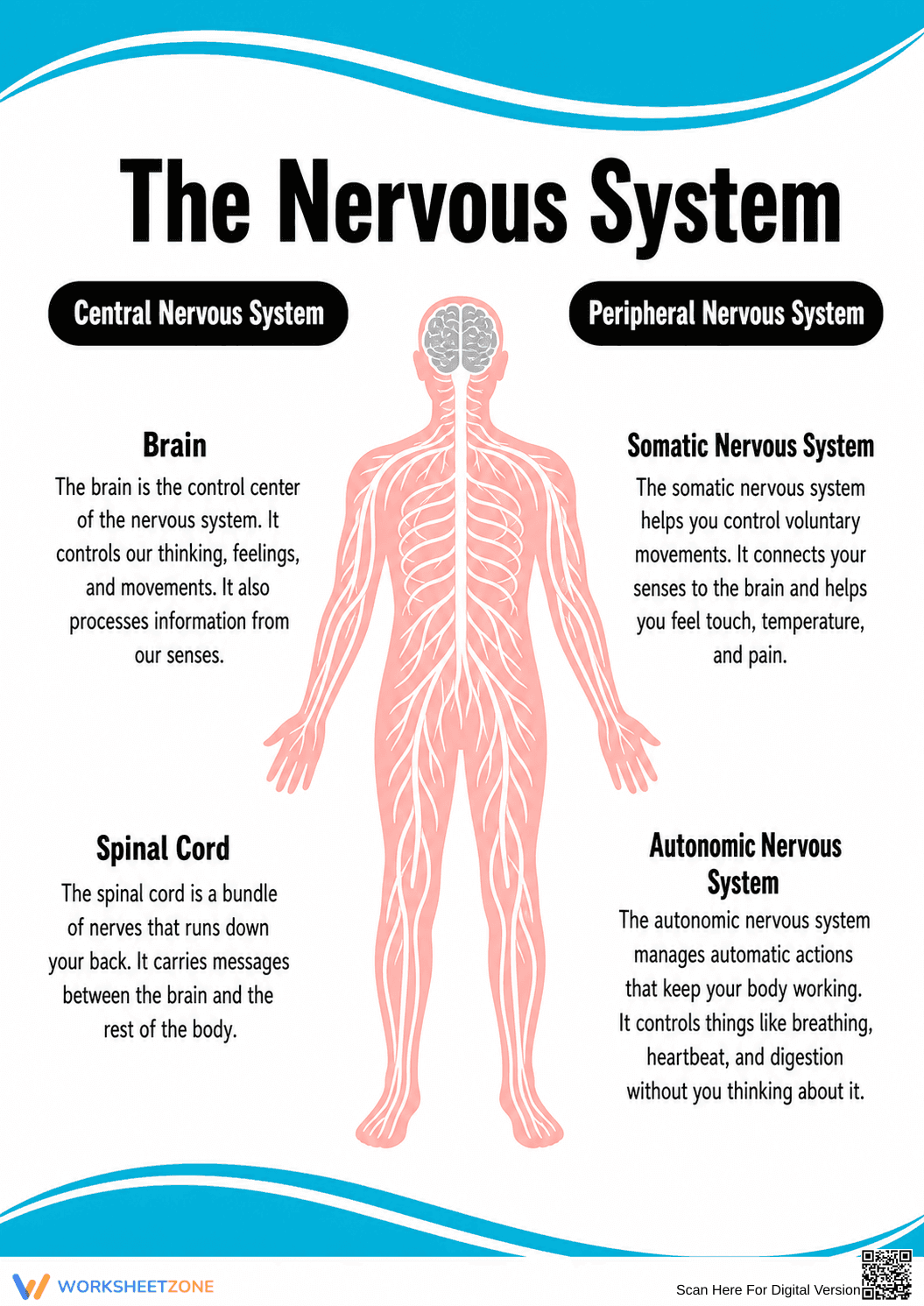 Printable Nervous System Diagram | Grade 6 Science - Page 1