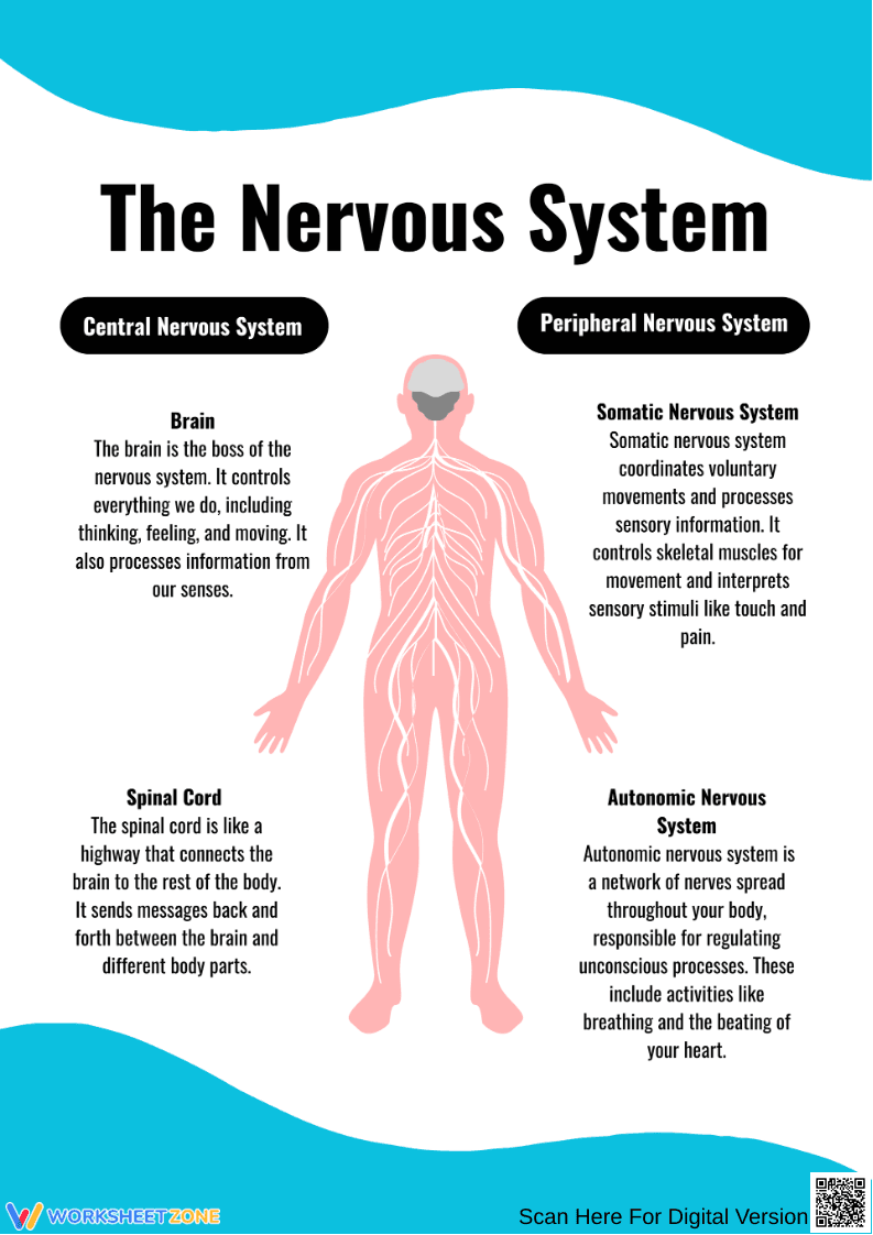 The Nervous System Diagram and Functions Worksheet - Page 1