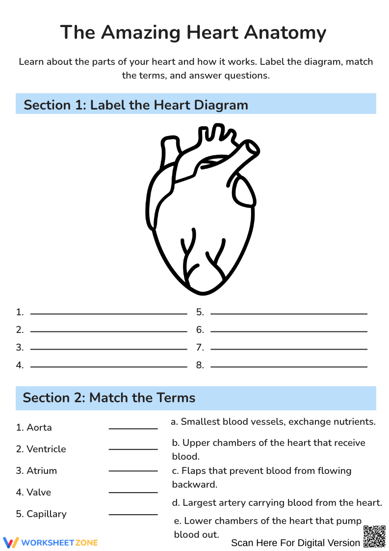 The Amazing Heart Anatomy Label and Match Worksheet - Page 1