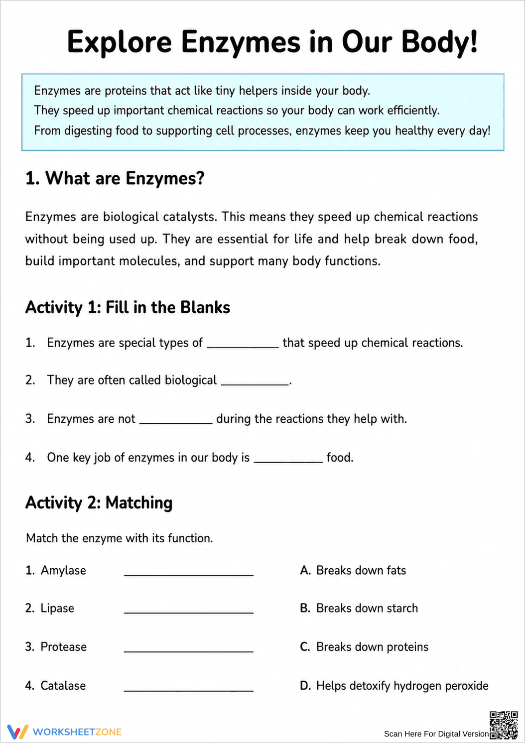 Grade 7 Enzymes — Printable No-Prep Worksheet - Page 1