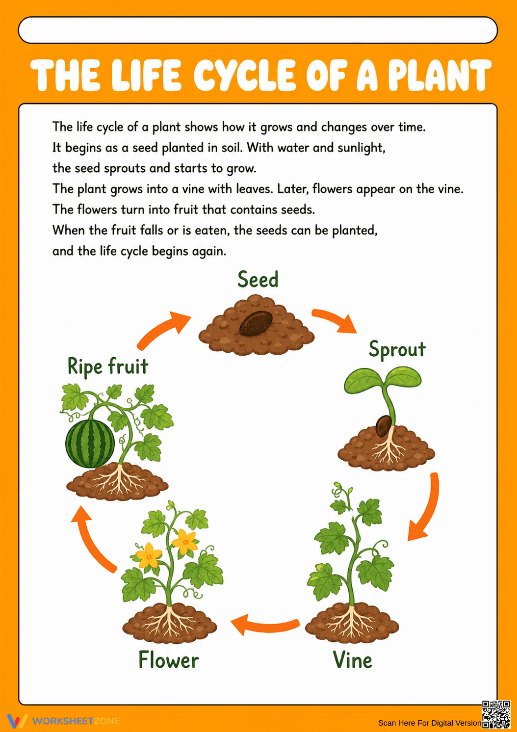 Essential Plant Life Cycle Poster | Grade 3-5 Science - Page 1