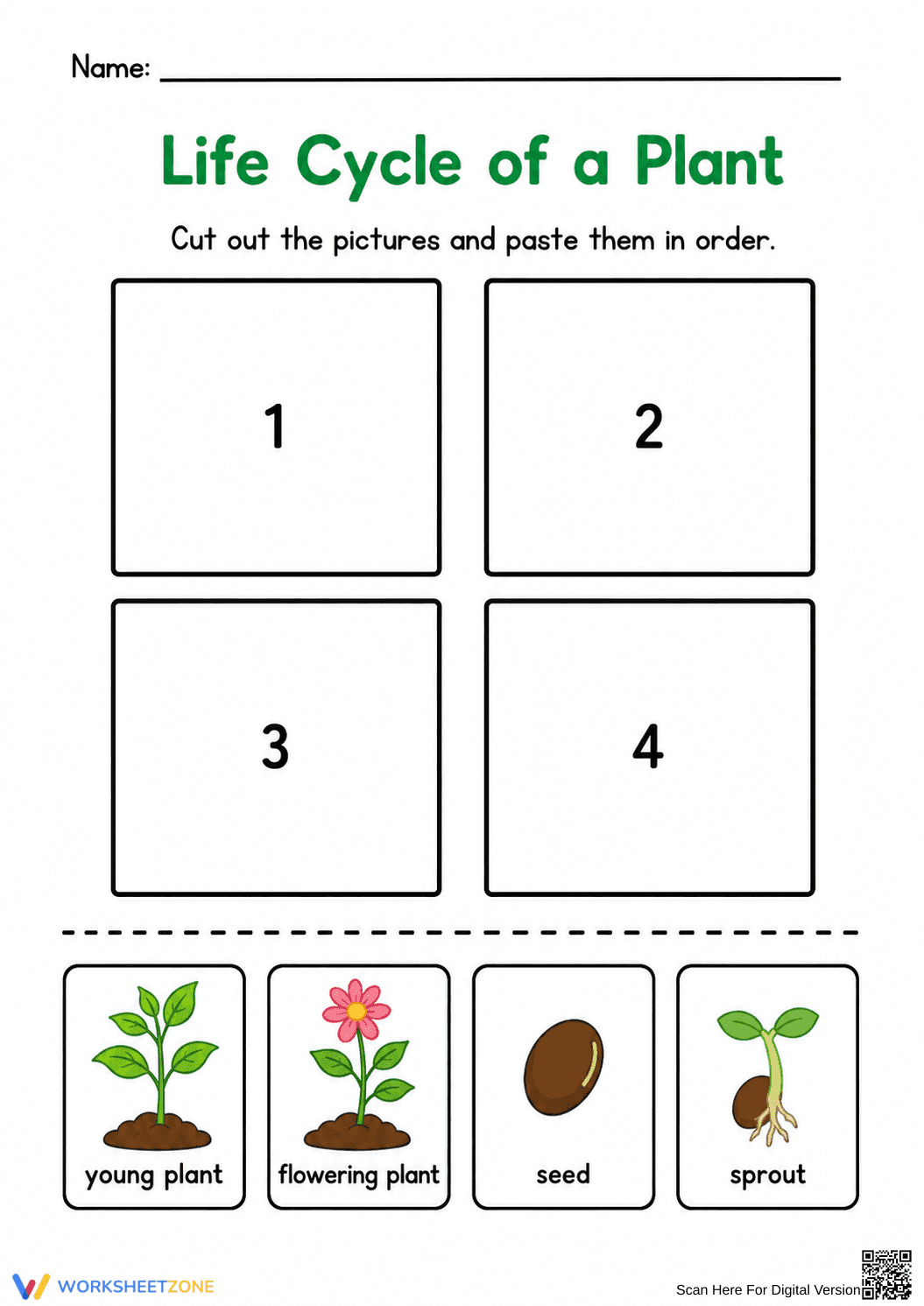 Grade 3 Plant Life Cycle — Printable No-Prep Worksheet - Page 1
