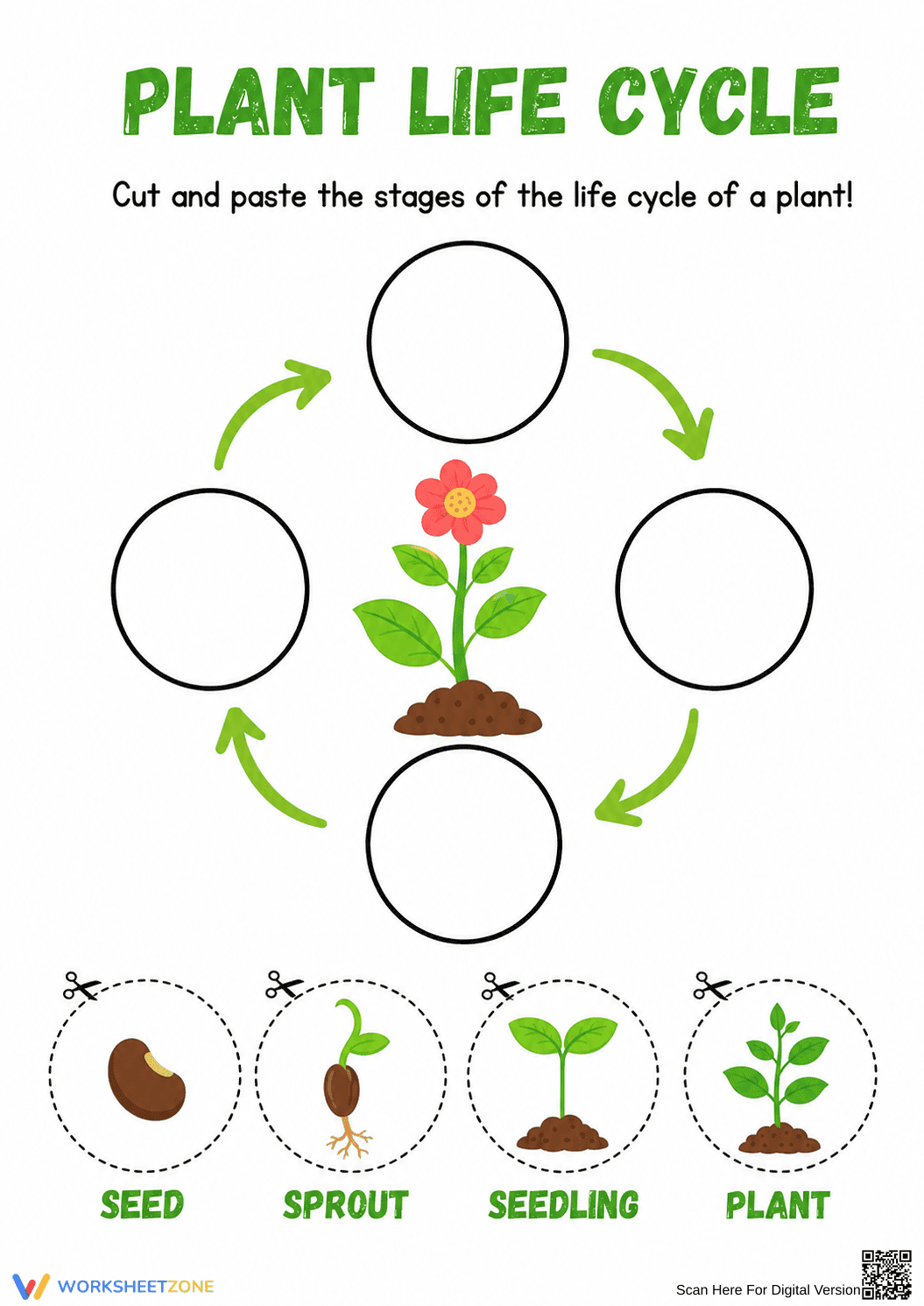 Grade 3 Plant Life Cycle — Printable No-Prep Worksheet - Page 1