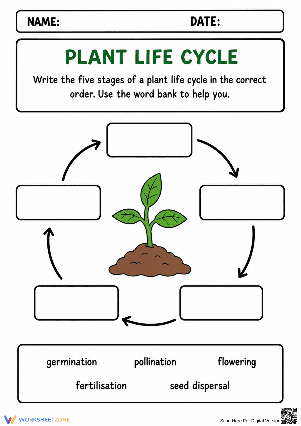 Essential Plant Life Cycle Worksheet | Grade 3 Science - Page 1