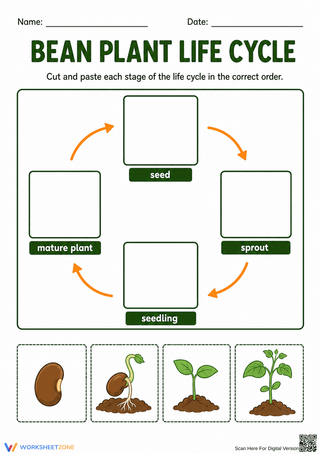Grade 3 Bean Plant Life Cycle — Printable No-Prep Worksheet - Page 1