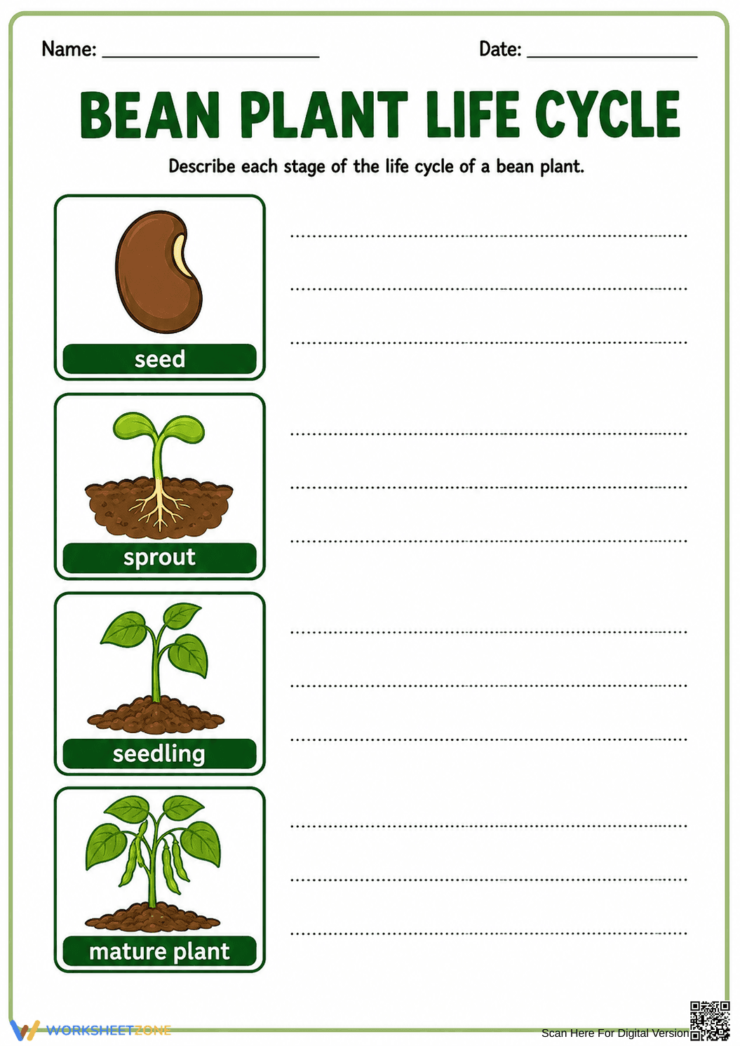 Bean Plant Life Cycle Worksheet | Grade 3-5 Essential - Page 1