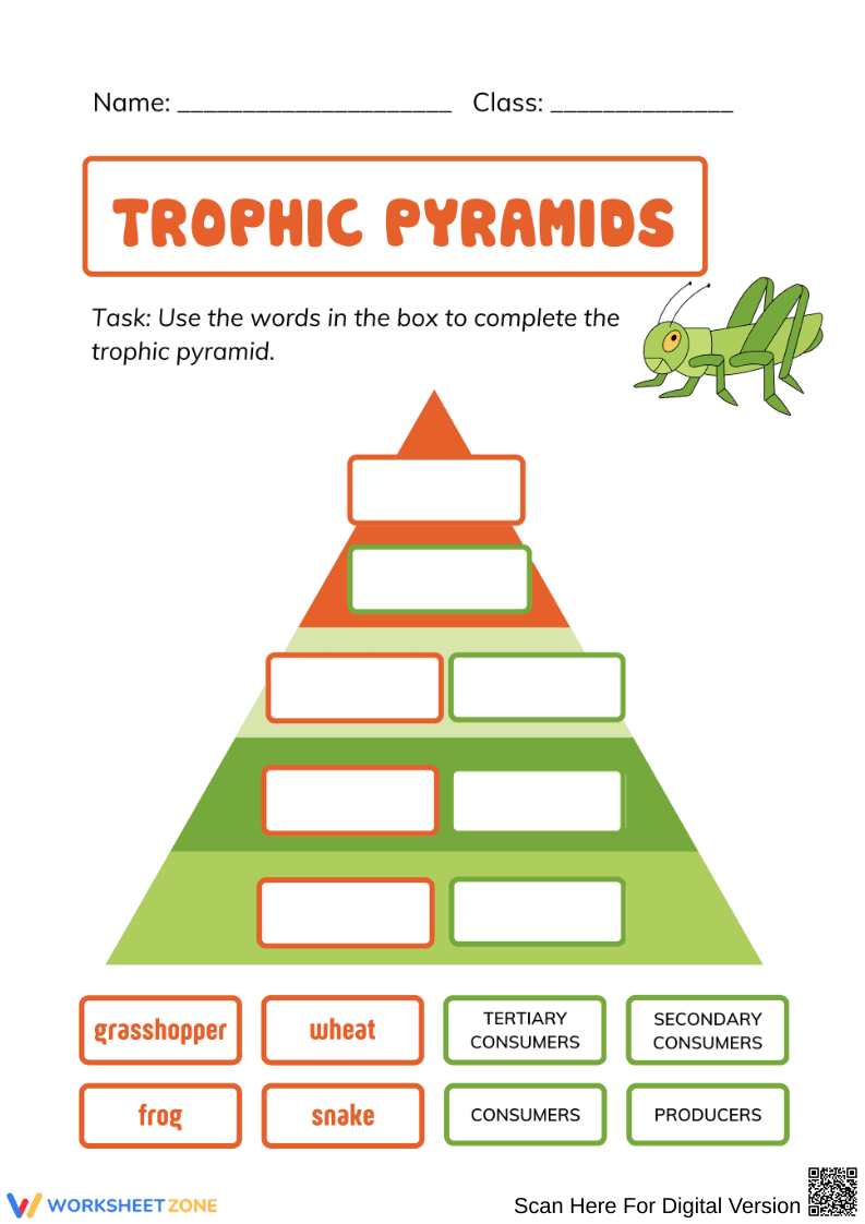 Trophic Pyramids Worksheet - Page 1
