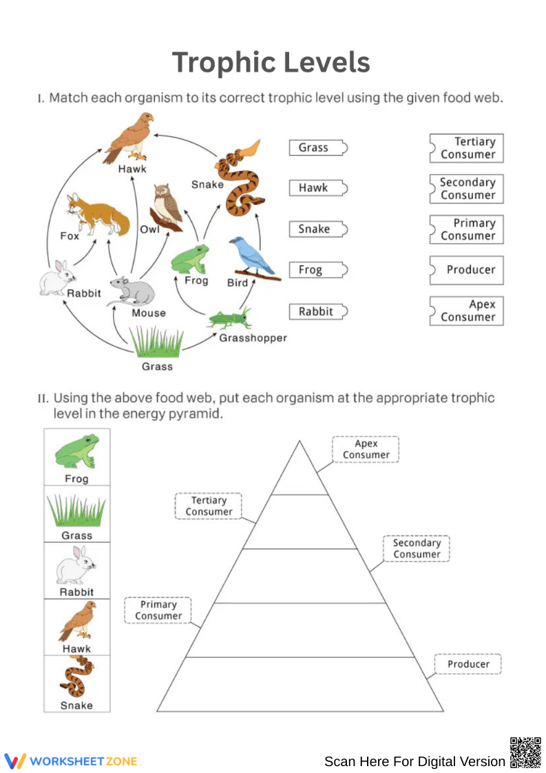 Trophic Levels: Food Web to Energy Pyramid - Page 1
