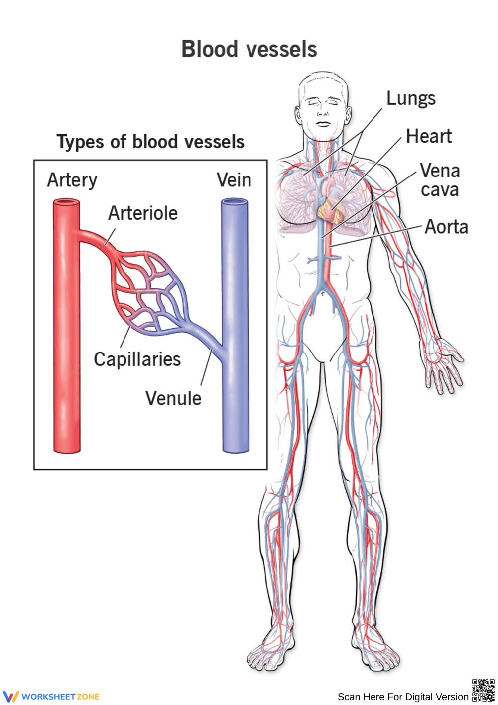 Understanding Blood Vessels and Their Functions - Page 1