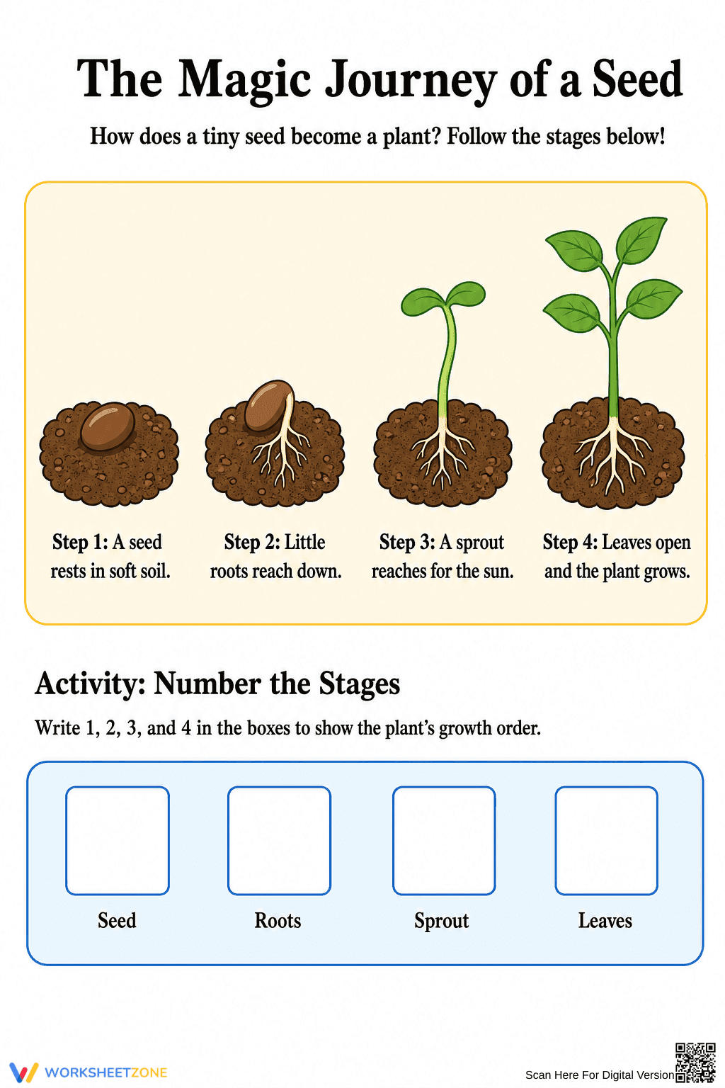 Seed Germination Worksheet | Grade K-2 Essential - Page 1