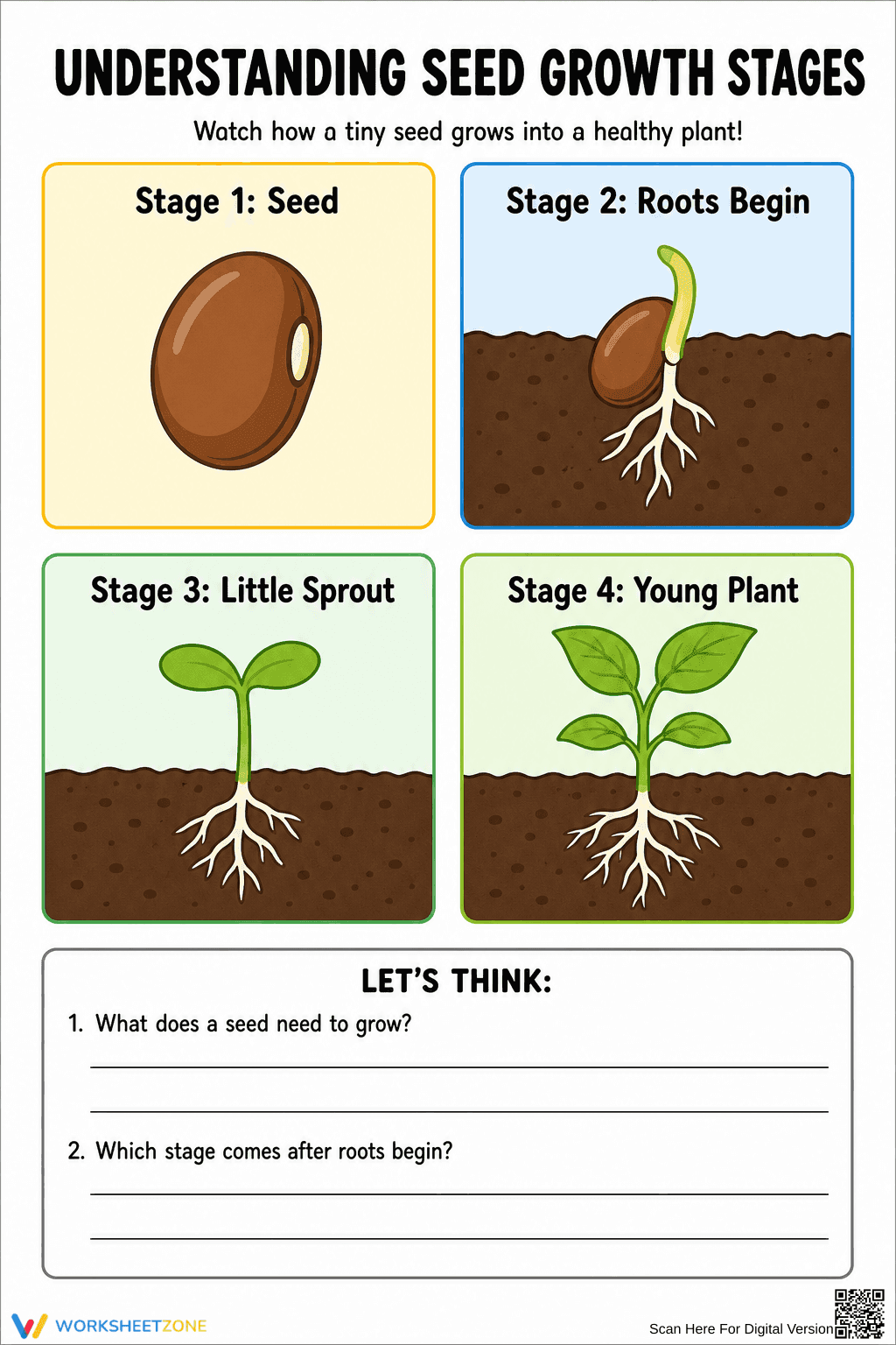 Seed Growth Stages Worksheet | Grade K-2 Essential - Page 1