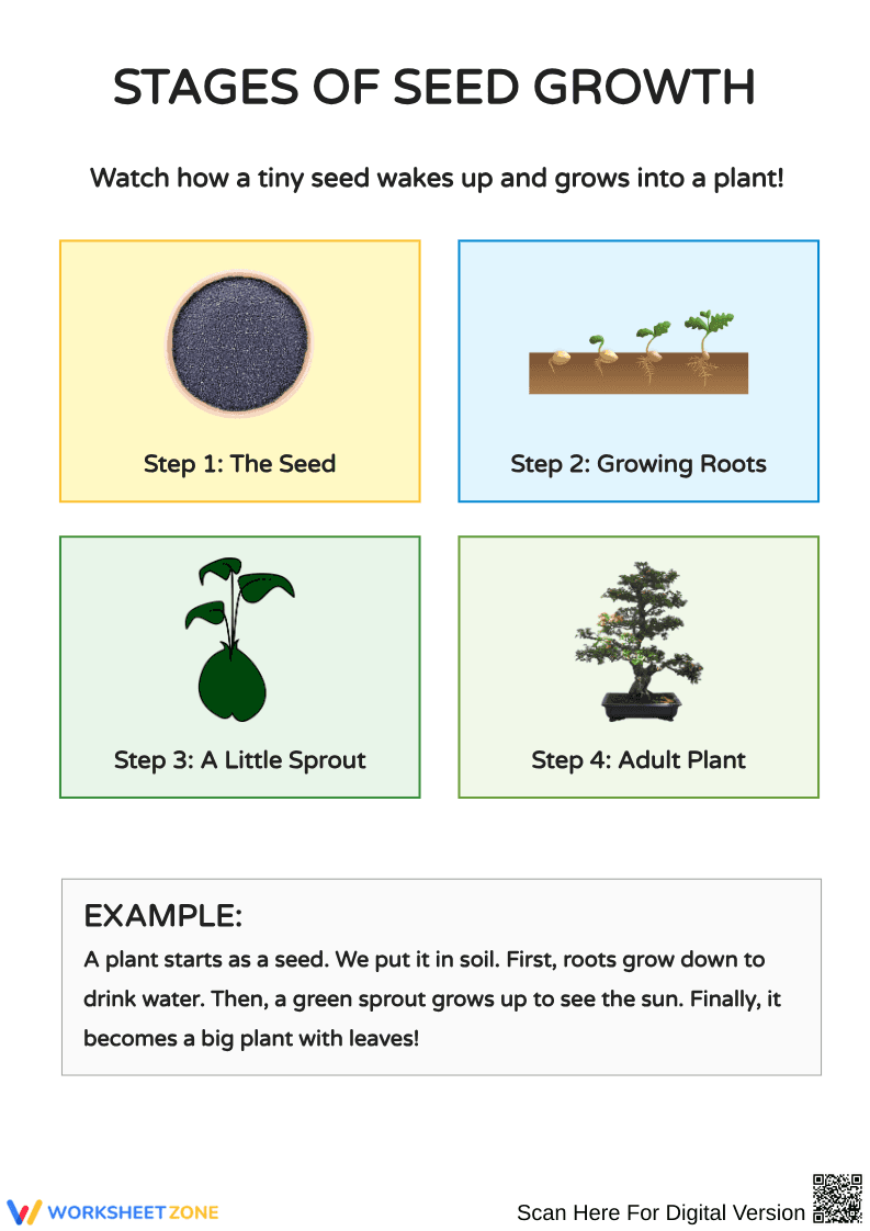 Understanding Seed Growth Stages and Planting Essentials - Page 1