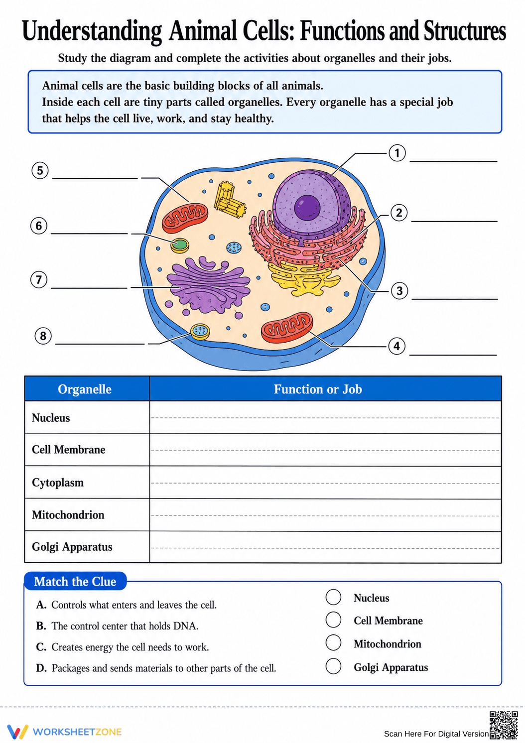 Grades 5-6 Animal Cells — Printable No-Prep Worksheet - Page 1