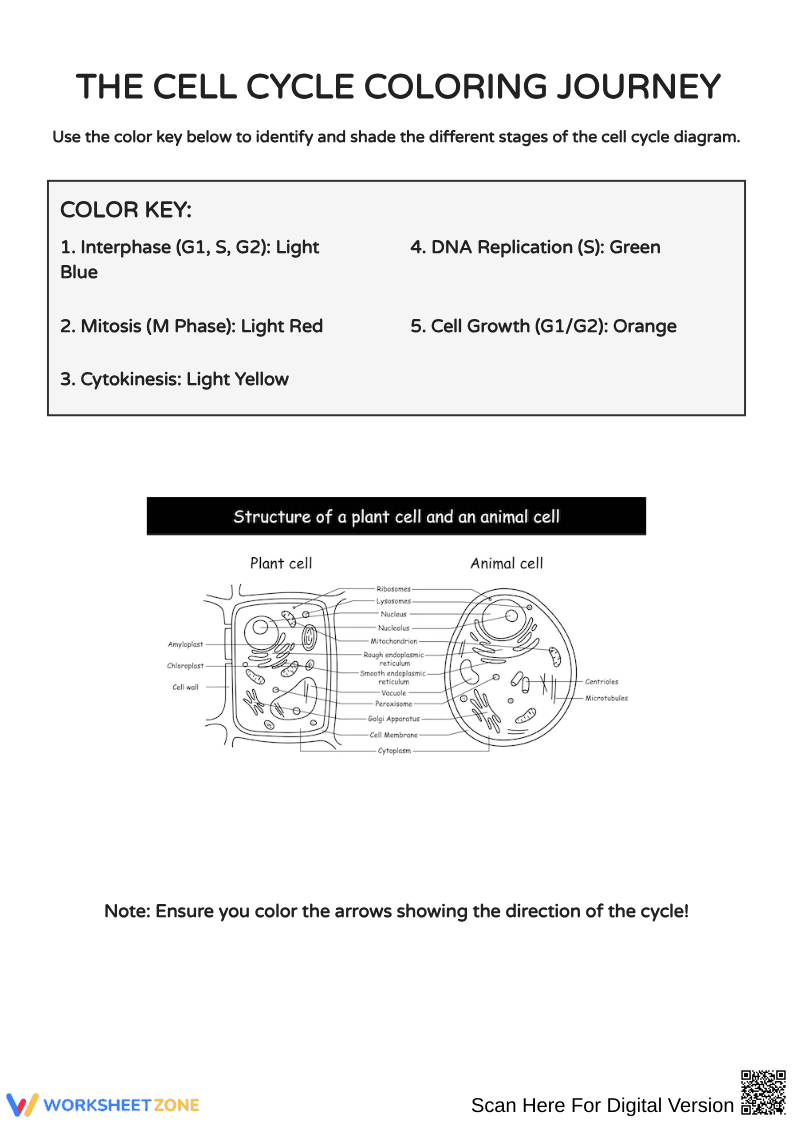 Exploring the Cell Cycle: Coloring and Mitosis Activities - Page 1