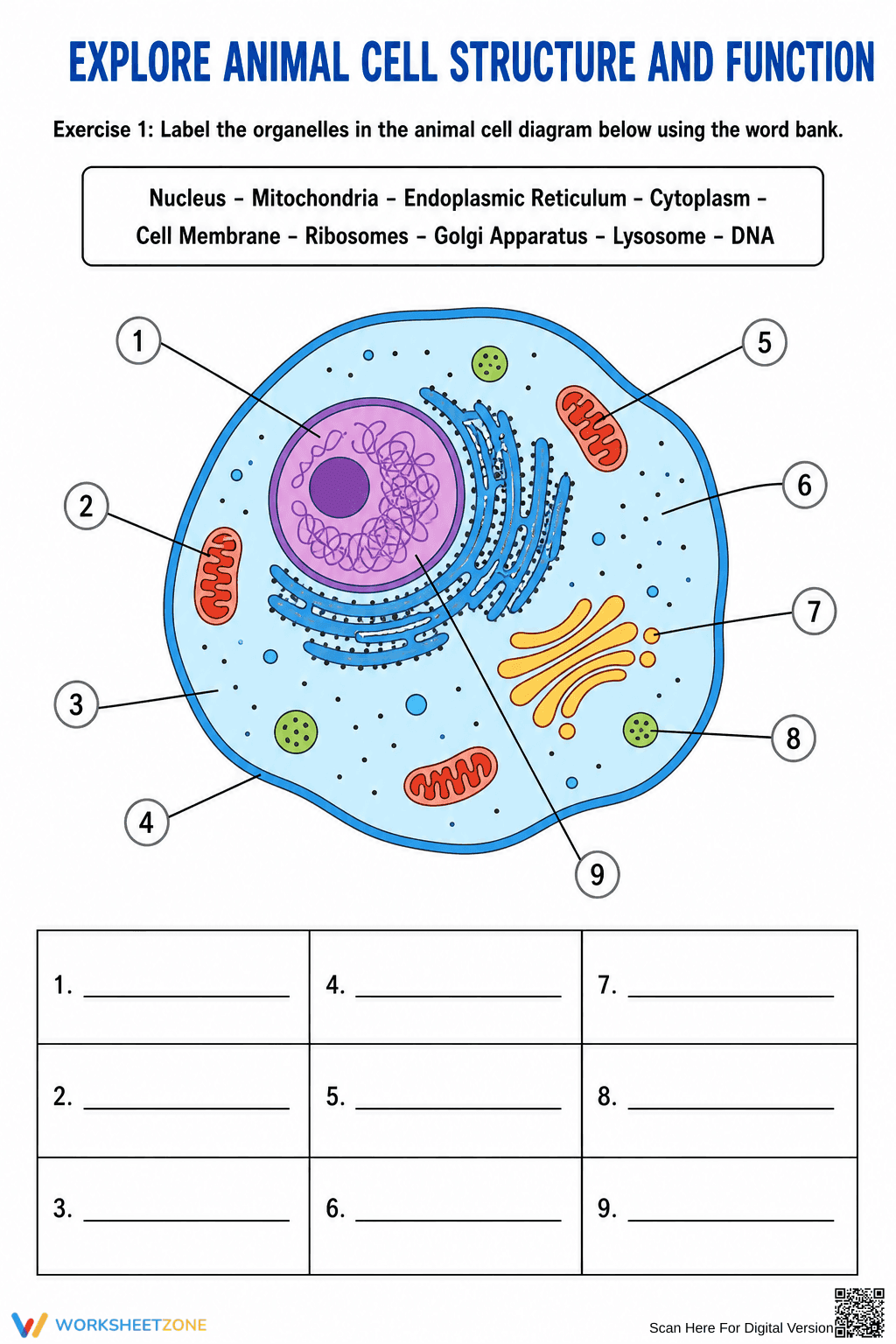 Grade 6-8 Animal Cell — Printable No-Prep Worksheet - Page 1
