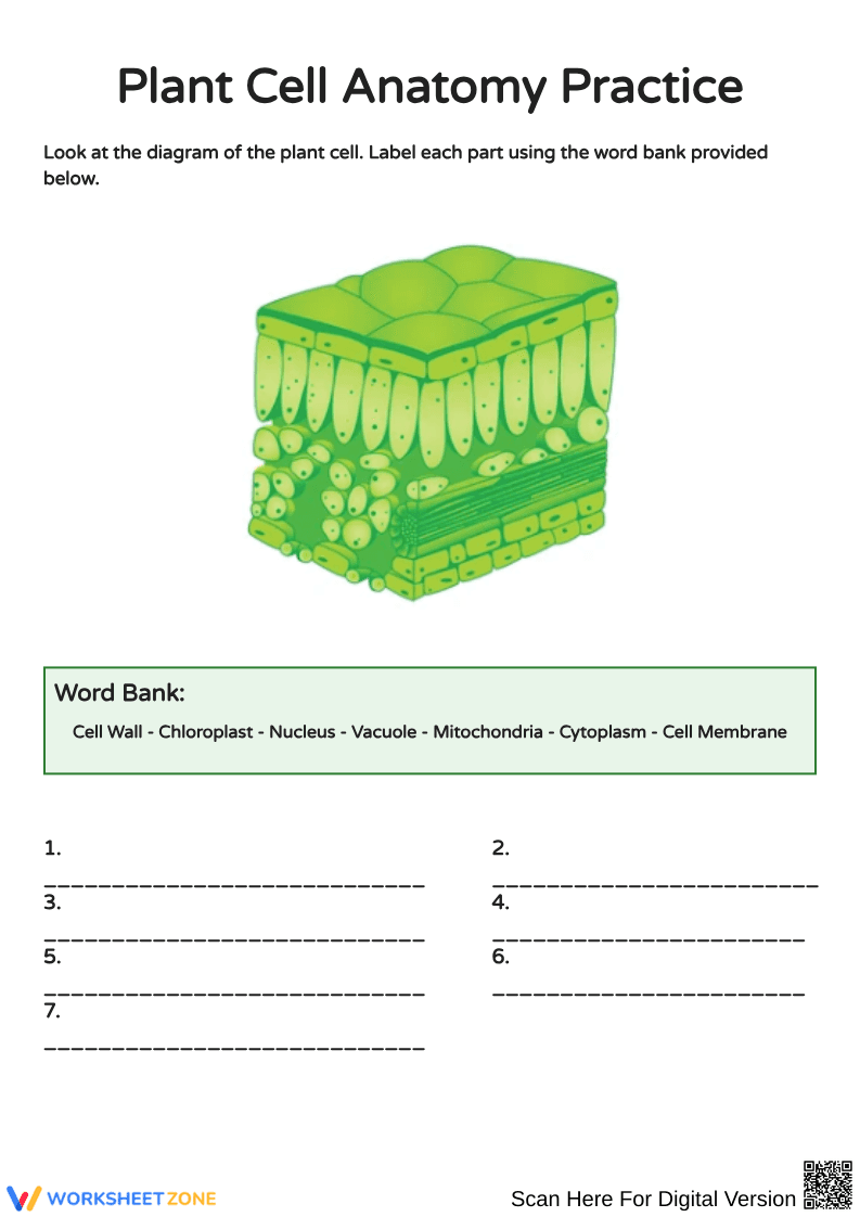 Plant Cell Structure and Function Worksheets - Page 1